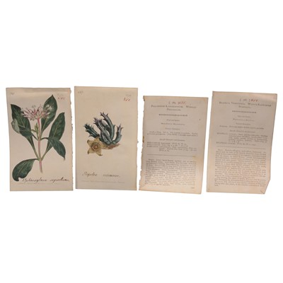 Lot 288 - After Sydney Edwards, a collection of hand-coloured botanical prints