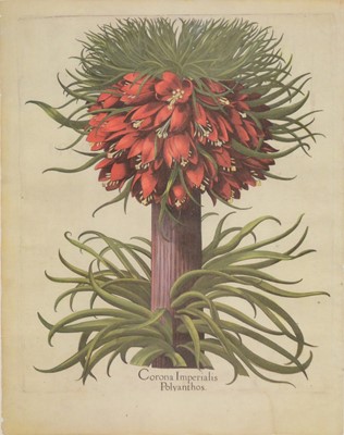 Lot 244 - Four modern botanical prints