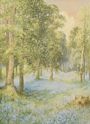 Lot 322 - Albert H Findley, Bluebells at Swithland Woods