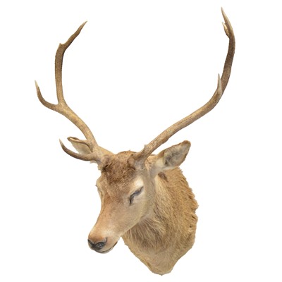 Lot 284 - Taxidermy: Scottish Red Deer Stag, shoulder mount