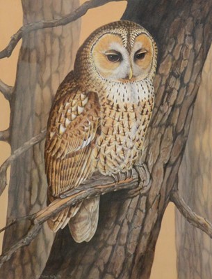Lot 349 - Chloe Talbot Kelly, Tawny Owl