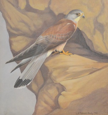 Lot 291 - Chloe Talbot Kelly, Lesser kestrel