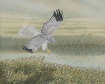 Lot 289 - Chloe Talbot Kelly, Hen harrier