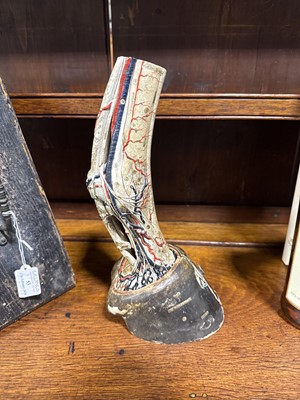 Lot 53 - French papier mâché anatomical model of a horse's foot, Maison Auzoux