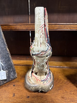 Lot 53 - French papier mâché anatomical model of a horse's foot, Maison Auzoux