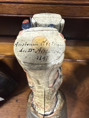 Lot 53 - French papier mâché anatomical model of a horse's foot, Maison Auzoux