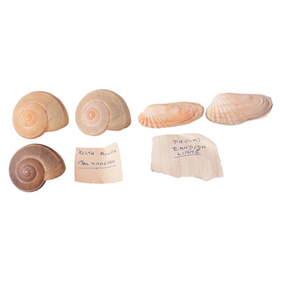 Lot 122 - An interesting collection of sea shells
