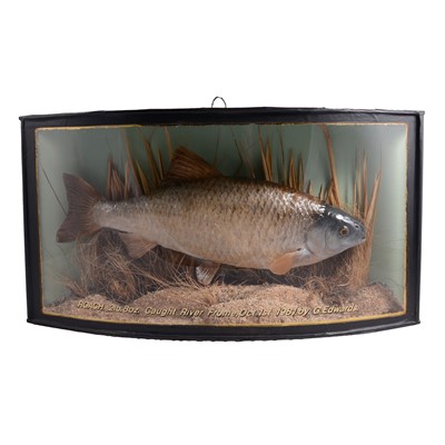 Lot 129 - Taxidermy - a 2lb. 8oz. Roach, caught on the river Frome, October 1st 1981 by G.Edwards.