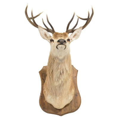 Lot 391 - Taxidermy: Stag's head