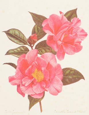 Lot 329 - Large collection of prints