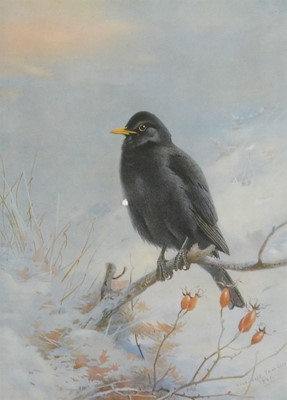 Lot 408 - Archibald Thorburn, Blackbird, print and Waters, The Prints and Proofs