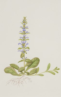 Lot 392 - Jenny Major, three botanical works