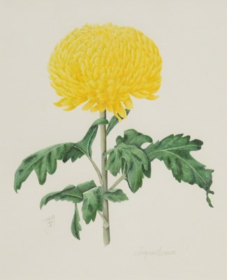 Lot 404 - Jenny Major, four botanical works