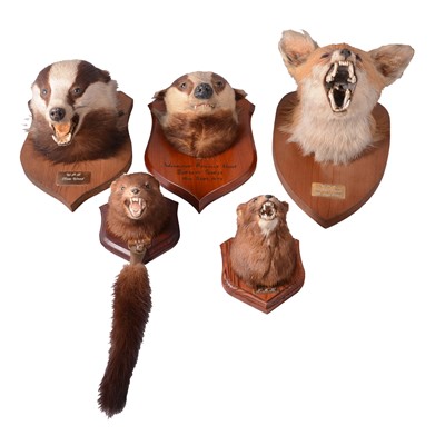 Lot 103 - Five Taxidermy masks; fox, badgers, and mink