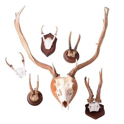 Lot 100 - Six taxidermy skull mounts