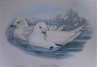 Lot 307 - After J Gould, six Ornithological prints after the original lithographs, 33 x 47cm.