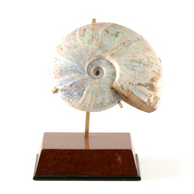 Lot 161 - A mounted Cleoniceras Ammonite, Cretaceous period, Majunga Basin, Madagascar
