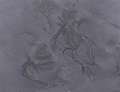 Lot 1147 - A framed Crinoid plate, Early Denovian period, Germany