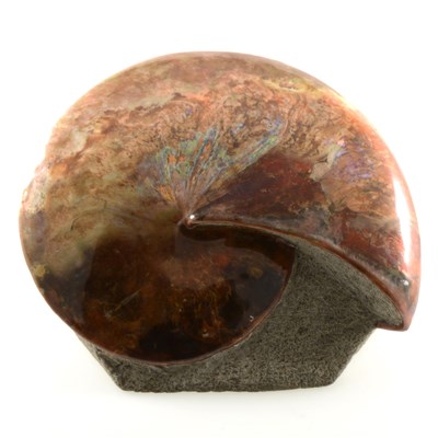 Lot 1146 - An iridescent Dakotan Ammonite, Upper Cretaceous period, Fox Hills Formation.