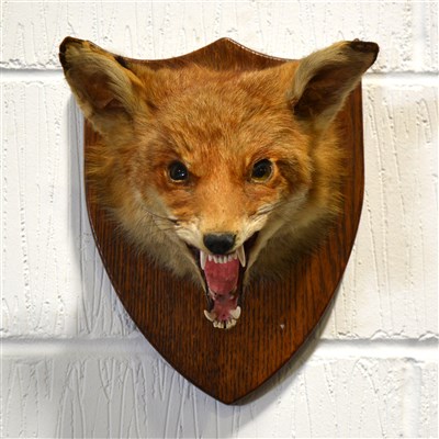 Lot 234 - Taxidermy fox head and pair of horns.