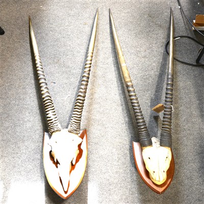 Lot 145 - Oryx (Gemsbok) horns, two pair, (2).