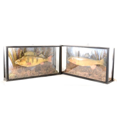 Lot 56 - Taxidermy: Perch, glazed case; and another.