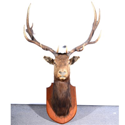 Lot 57 - Taxidermy: Wapiti head, worked by Edward Gerrard & Sons, London.