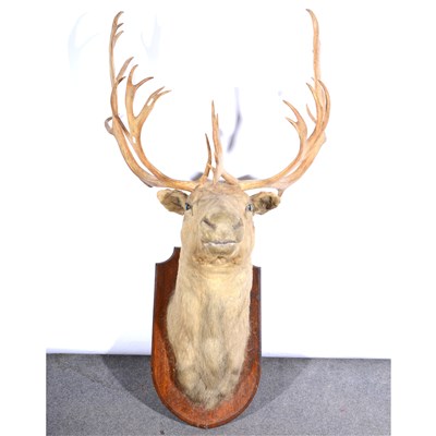 Lot 58 - Taxidermy: Caribou head, ...