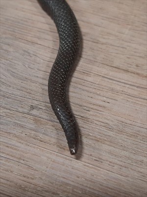 Lot 237 - A Japanese bronze model of a snake, probably Meiji