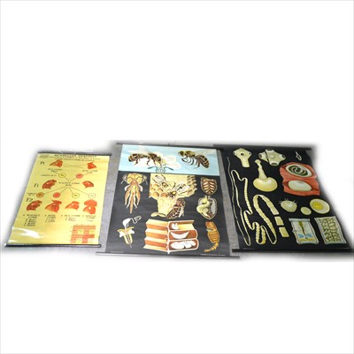 Lot 118 - Three vintage linen backed biological charts