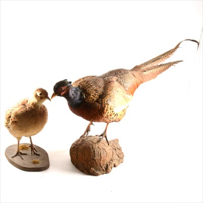 Lot 103 - Taxidermy - a mounted cock and hen pheasant on natural bases.