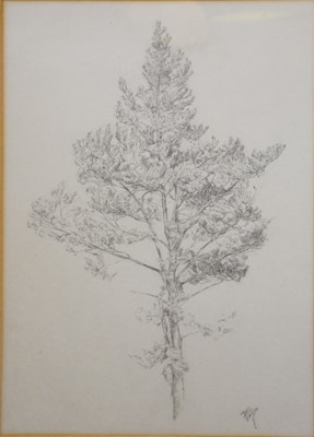 Lot 262 - HB, 
Study of a tree