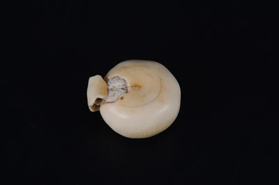 Lot 38 - A Japanese carved and stained ivory model of a part-peeled satsuma, early 20th Century