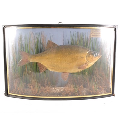 Lot 167 - Taxidermy - a Victorian bow-fronted case with Fish