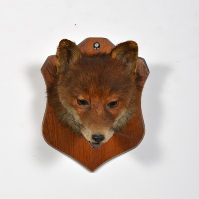 Lot 141 - Taxidermy: Fox head trophy.