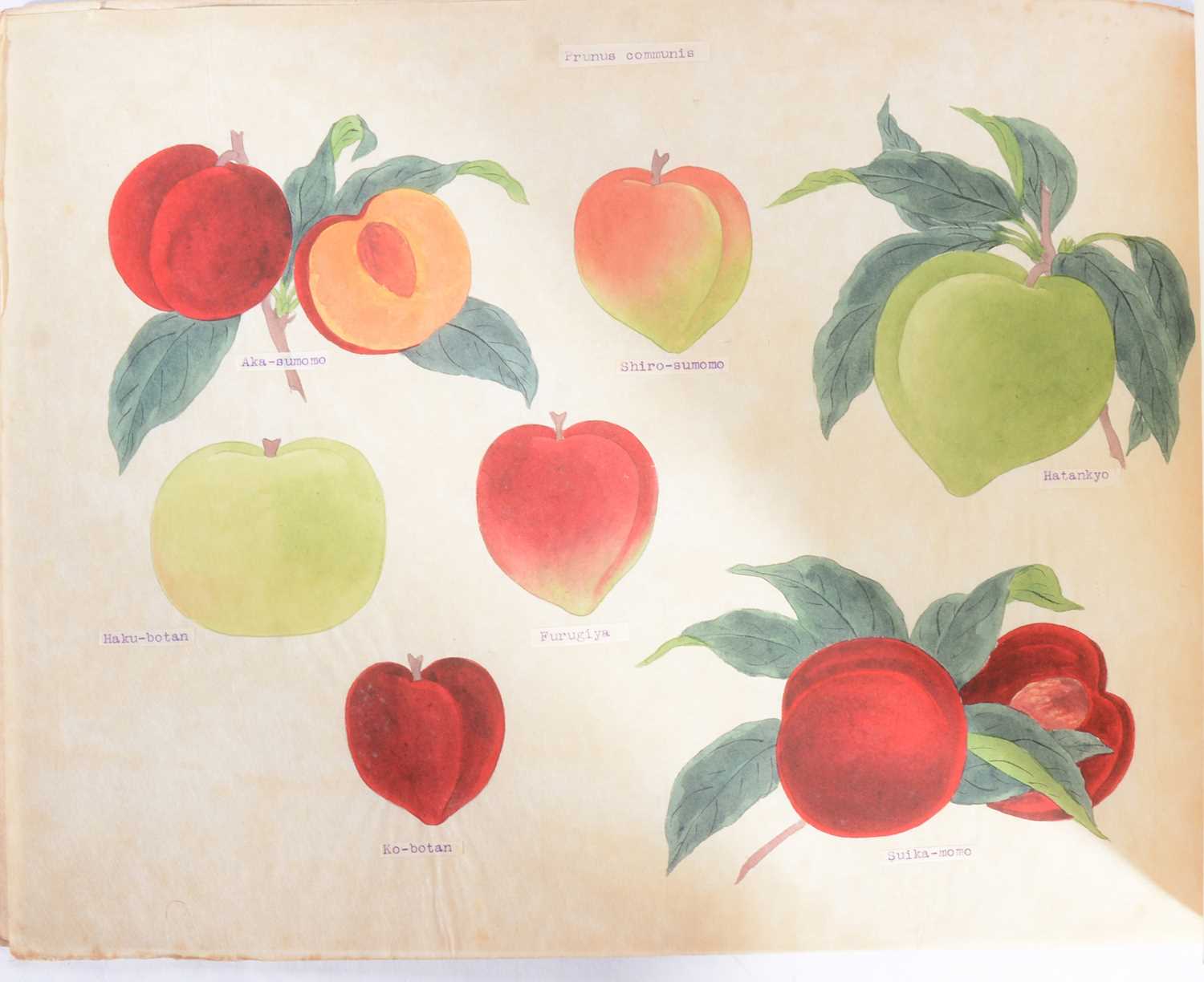 Lot 86 - Four Japanese trade catalogues for The Yokohama Nursery Co., Ltd.
