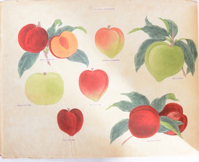 Lot 86 - Four Japanese trade catalogues for The Yokohama Nursery Co., Ltd.