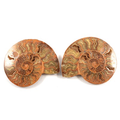 Lot 24 - Jurassic period ammonite