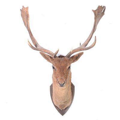 Lot 107 - Taxidermy; Stag's head