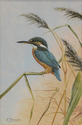 Lot 240 - E Baker, Kingfisher.