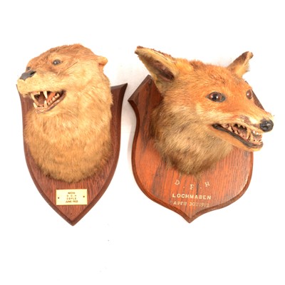Lot 313 - Early 20th century taxidermy: Fox head and an Otter head